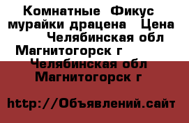 Комнатные -Фикус, мурайки,драцена › Цена ­ 250 - Челябинская обл., Магнитогорск г.  »    . Челябинская обл.,Магнитогорск г.